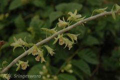 Dendrobium macrostachyum